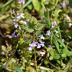 glechoma hederacea4