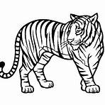 tigre desenho3
