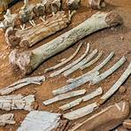 museu de ossos de dinossauro em.sp1
