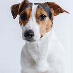 jack russell1