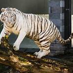 el tigre blanco wikipedia4