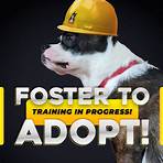 boston terrier rescue quebec region1
