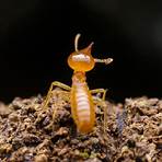 how much does termite treatment cost2