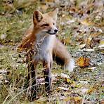 foxes characteristics4