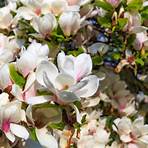 magnolia folha persistente2