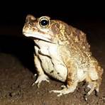 toad animal2