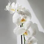 como tratar as orquídeas3