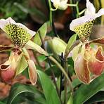 frauenschuh orchideen2