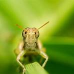 Why do grasshoppers become Locust?2