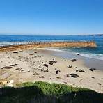 where are the best places to see seals and sea lions in la jolla ca condominiums for sale2