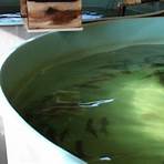 how many people use plenty of fish hatchery in colorado river texas1