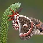 scientific name for moth2