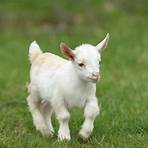 baby goats2