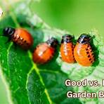 what does phalangium mean in plants vs bugs3