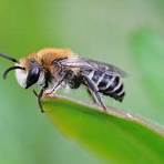 Bee3