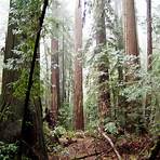 armstrong redwoods state natural reserve weather2