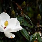 What is the classification of Magnolia?4