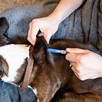 subcutaneous injection for dogs side effects3