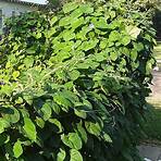 where do morning glory vines grow in the winter or fall1