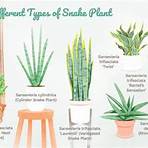 snake plant wikipedia tieng viet4