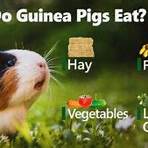 spanish guinea pig3