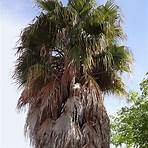 palmera washingtonia robusta2