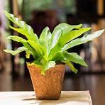 bird's nest fern2