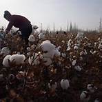 新疆棉花什麼時候發生?1