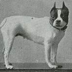 who was the first european to settle in boston terriers for sale2
