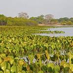 pantanal características1