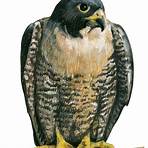 birdman falcon4