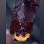 types of flying foxes2