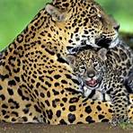 wo lebt der jaguar heute1