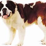 What is a St Bernard dog?4