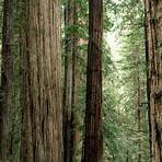 redwood forest4