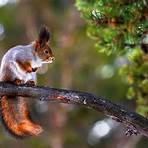 The Red Squirrel2
