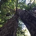 Armstrong Redwoods State Natural Reserve3