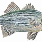 sea bass fish wikipedia3