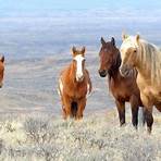 The Mustangs: America's Wild Horses3