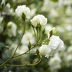 cultivo una rosa blanca significado4