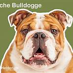 Bulldog1