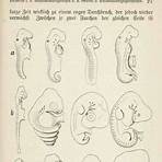 What did Ernst Haeckel discover in his embryos?4
