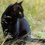 Schwarze Katze, weißer Kater1