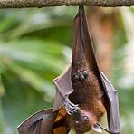 flying foxes2