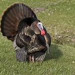 turkey bird wikipedia2