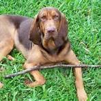 bloodhound hund pflege4