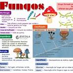 reino fungi mapa mental2