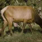 how big is a elk3