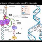 teoria sintética da evolução ppt2