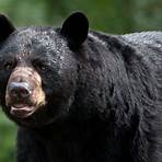american black bear population3